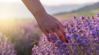 Frau laesst ihre Hand über Lavendelblueten gleiten