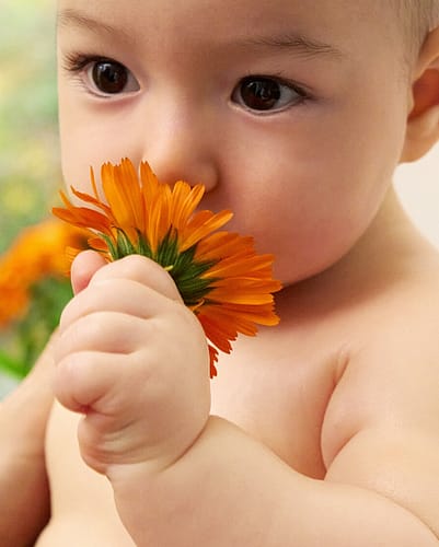 Baby smelling calendula flower