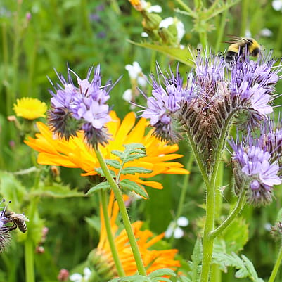 Image of flowers