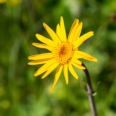 Arnica