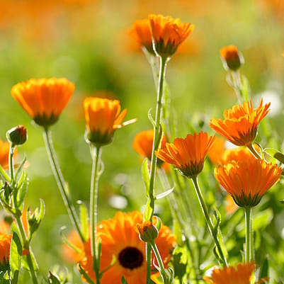 Calendula