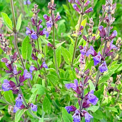 Weleda garden tour