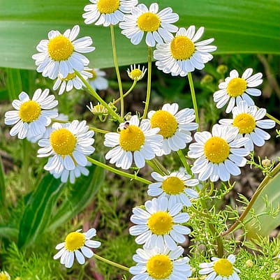Weleda garden tour