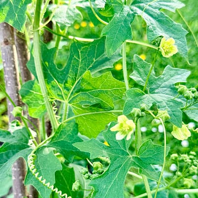Weleda garden tour