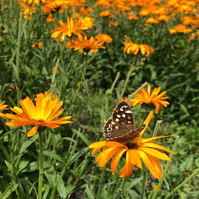 Weleda garden tour
