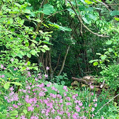 Forest therapy session