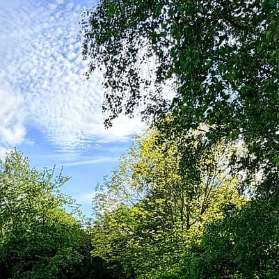 Forest therapy session