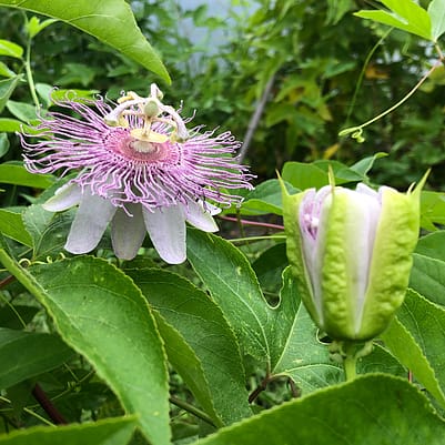 GARDEN TOUR: SATURDAY 15TH AUGUST 2026