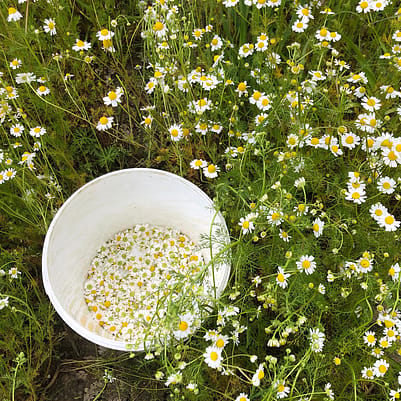 GARDEN TOUR: SATURDAY 18TH JULY 2026