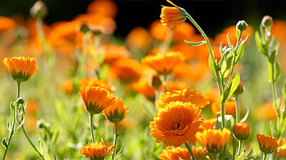 flores de calendula
