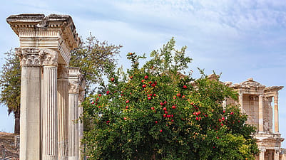 Granatapfelbaum neben antiken Ruinen