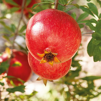 granatäpple som hänger i ett träd
