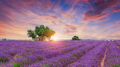 Lavendelblommor