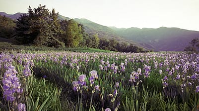 campo