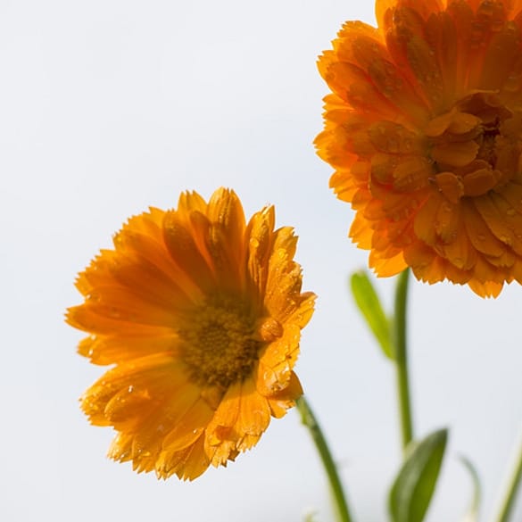 Sign Up For Newsletter