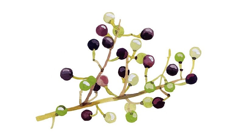 Disegno di pianta di litsea cubeba