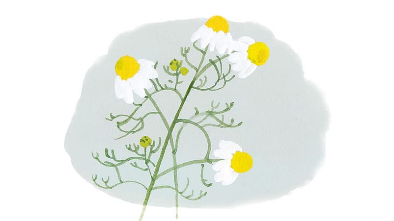 Disegno di fiore di camomilla romana