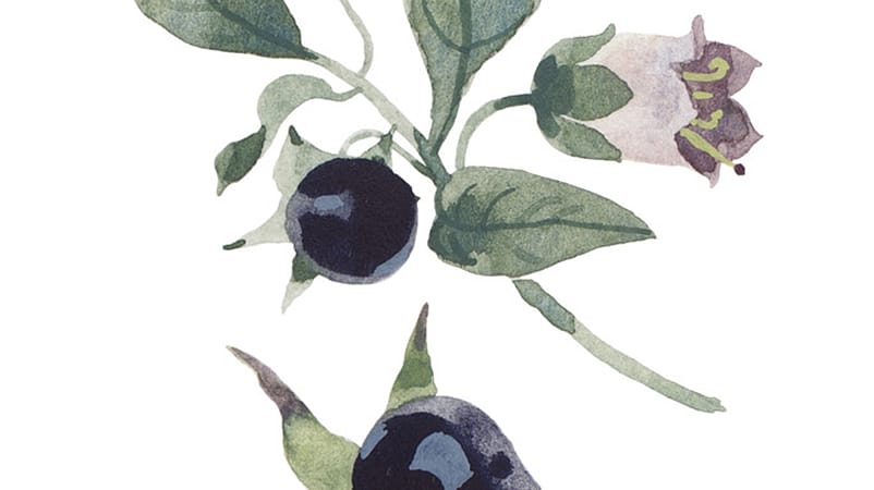 belladone illustration