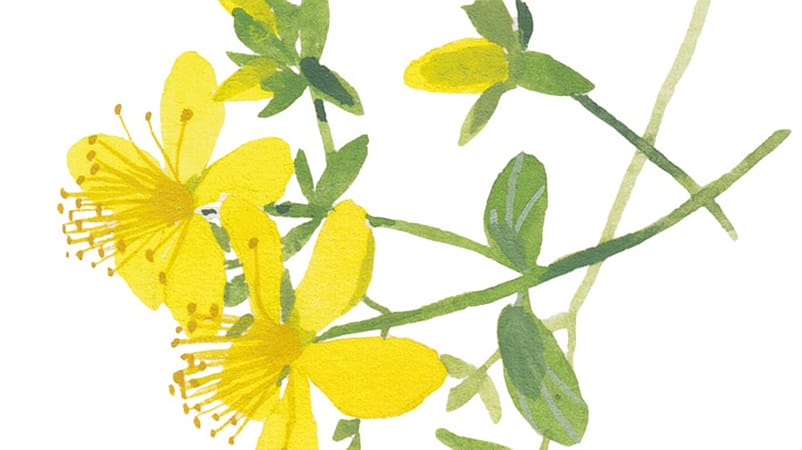 millepertuis illustration