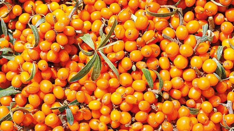 Geerntete Sanddornbeeren