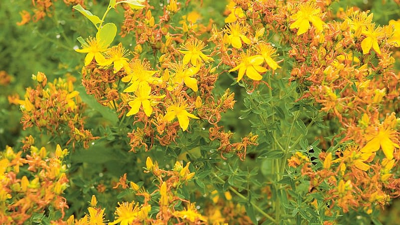 Blühendes Johanniskraut