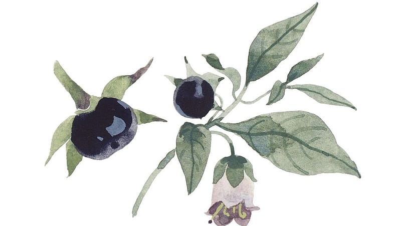 Schwarze Tollkirsche