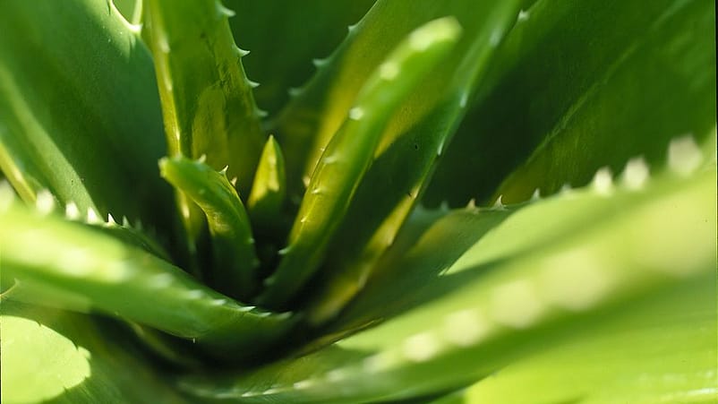 Nahaufnahme der Aloe Vera