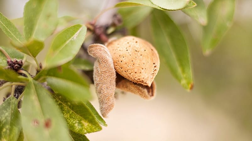 Mandel am Mandelbaum