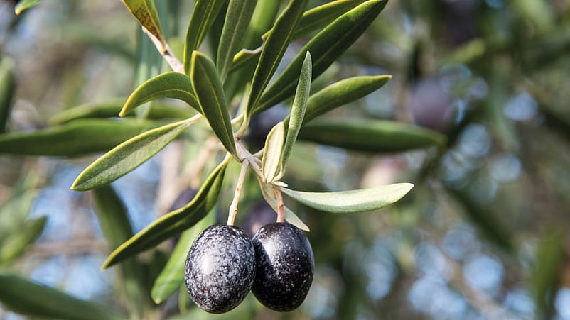 Gruene Oliven