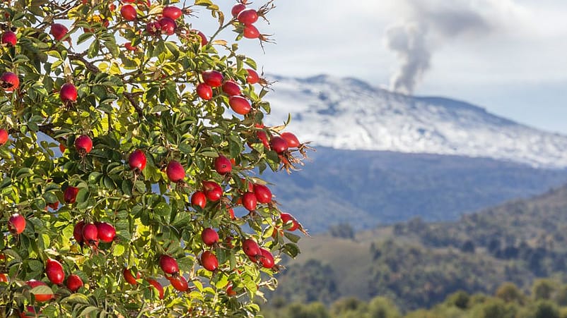 Hagenutten der wilden Rosa Mosqueta