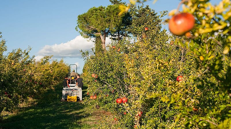 På besök i en granatäpplelund i Italien.