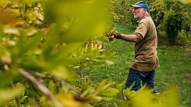 man skördar Granatäpplen