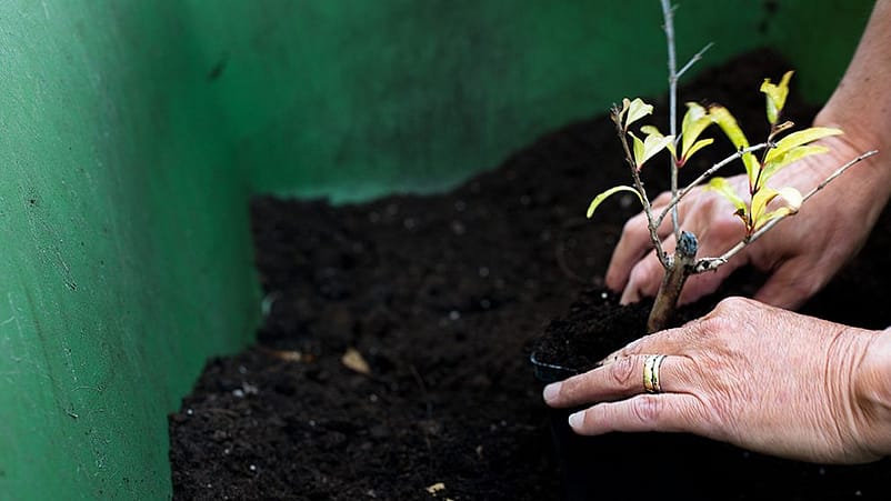 Mani femminili sistemano la terra intorno ad una piantina