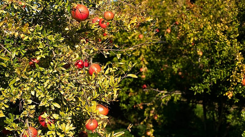 Granatäpplen i träd