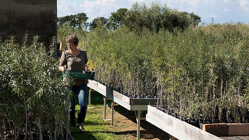Donna porta una cassetta in mano mentre è in un campo
