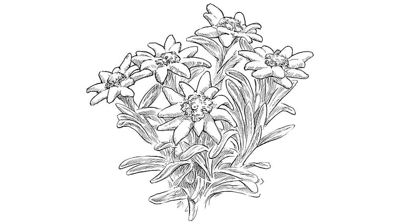 Edelweiss