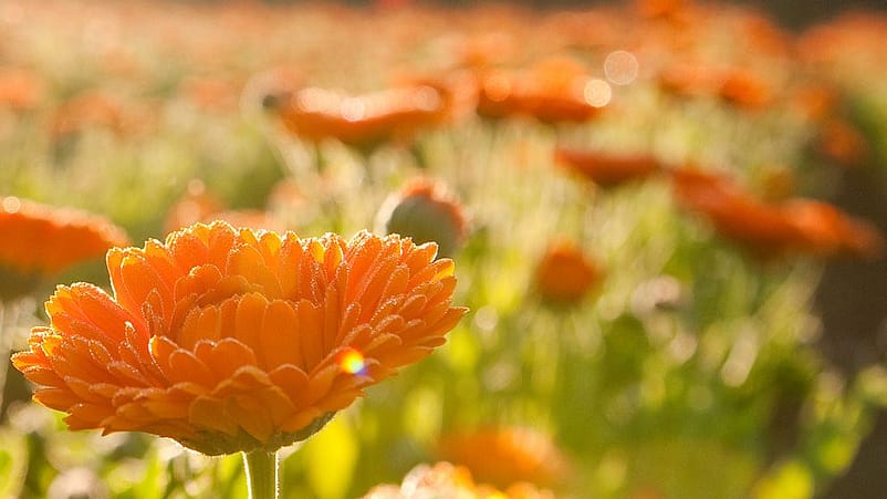 Närbild på ringblommor