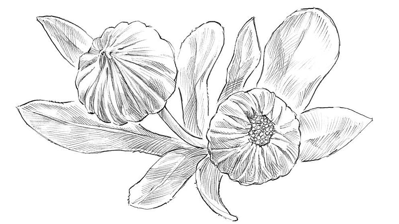 Disegno delle foglie di calendula