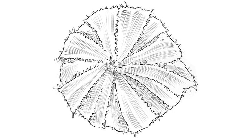 Disegno della peluria ghiandolare della calendula