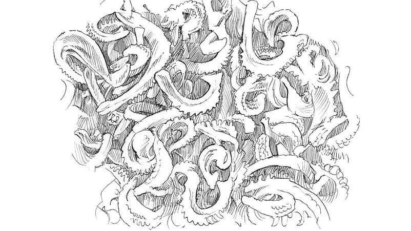 Disegno dei semi di fiore di calendula