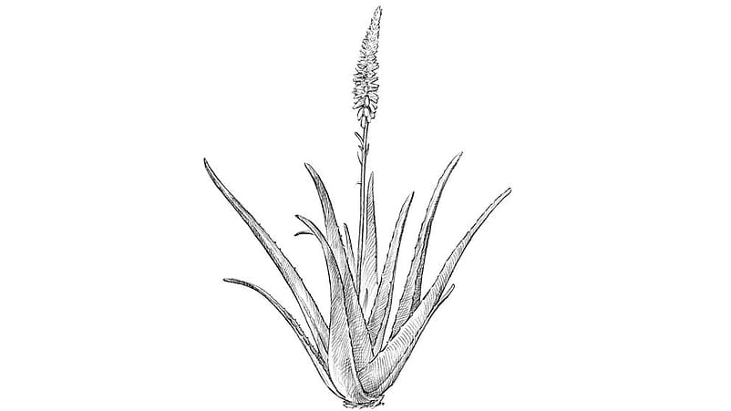 aloe vera illustration