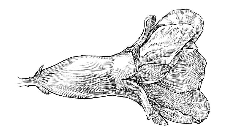 pomegranate_blossom_illustration