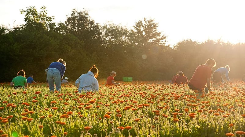 Fält med ringblommor från håll