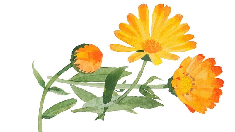 ilustracion calendula