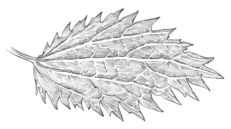 La petite Ortie feuilles