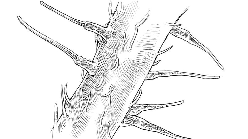 La petite Ortie poils urticans