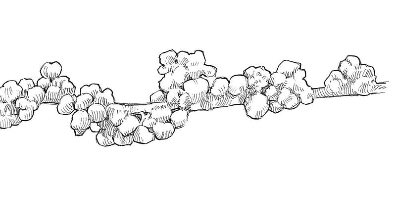 La petite Ortie fleurs et fruits