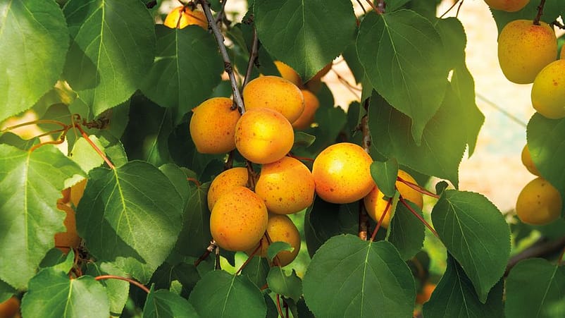 Fruechte am Aprikosenbaum