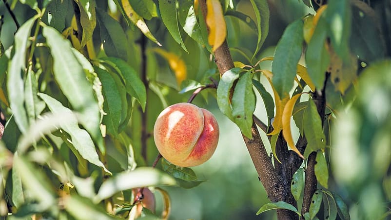 Pfirsiche haengen am Baum