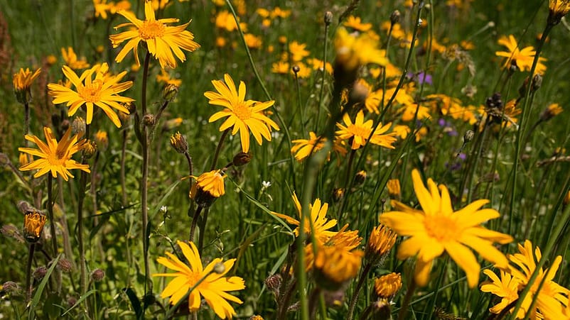campo di arnica montana